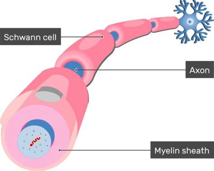Can you rebuild myelin sheath