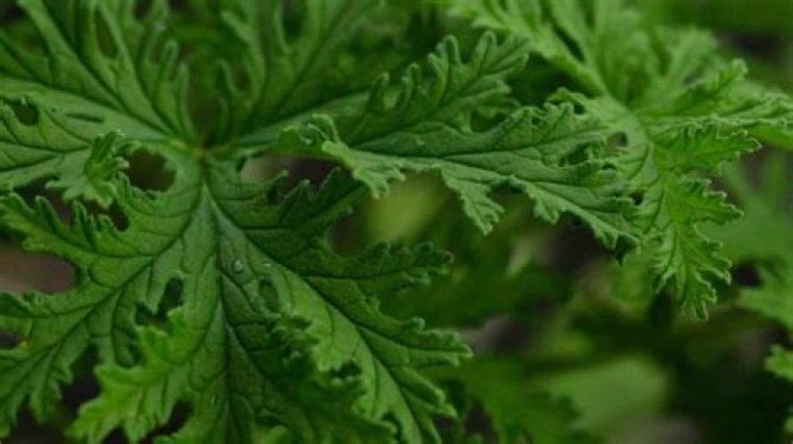 Can you rub citronella leaves on your skin