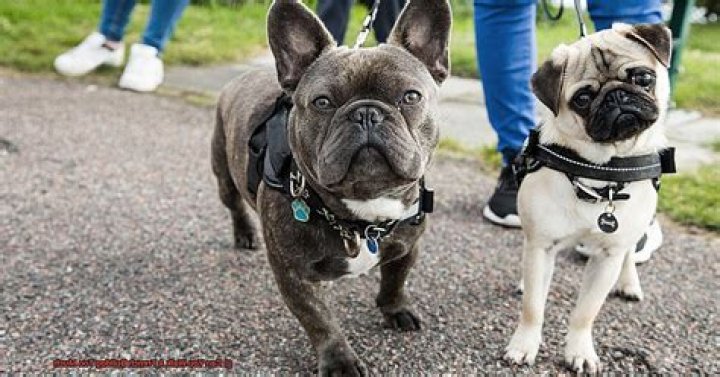 Can you walk a French bulldog