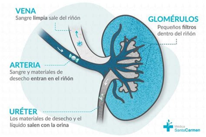 ¿Cómo afecta la presion arterial a los riñones
