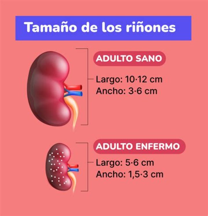¿Cuánto es lo normal de los riñones