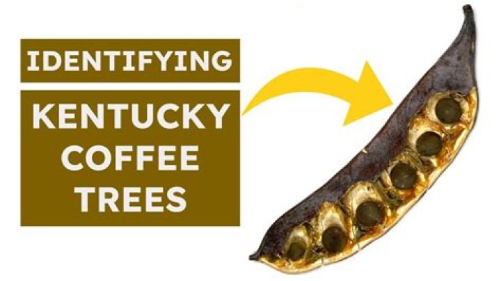Do all Kentucky coffee trees have pods