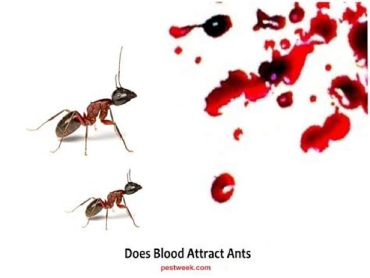 Do ants eat blood