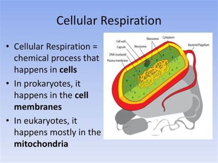 Do bacteria do cellular respiration