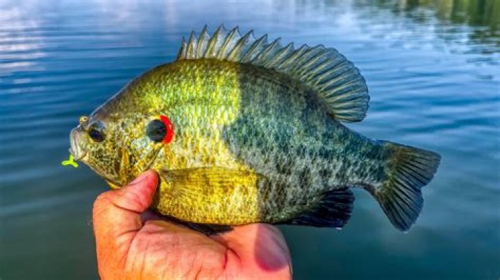 Do bluegill bite humans