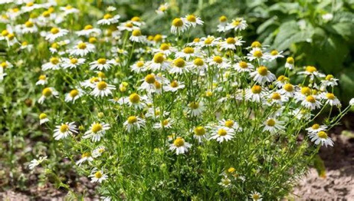 Do chamomile plants need sunlight