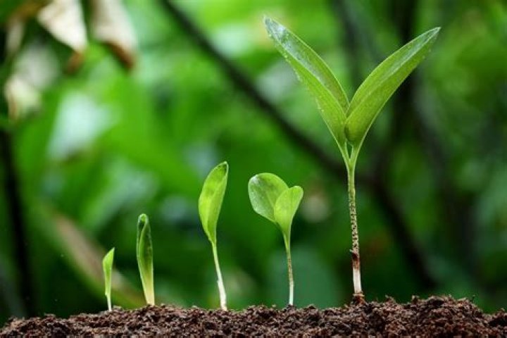 Do faith and reason contradict each other