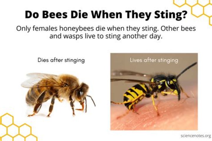 Do honey bees only sting once