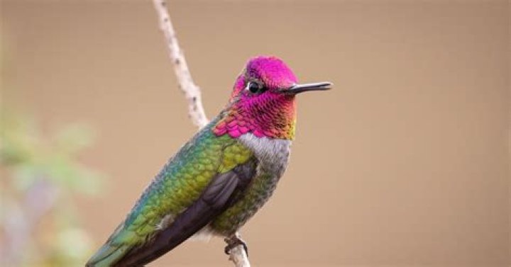 Do hummingbirds have hearts