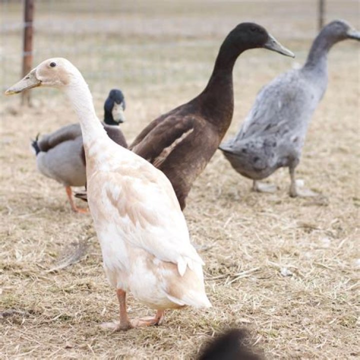 Do Indian Runner ducks have wings