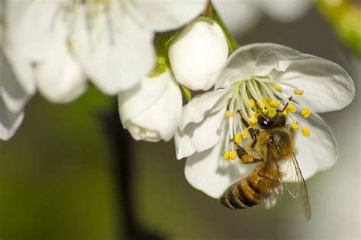 Do Italian plums need a pollinator