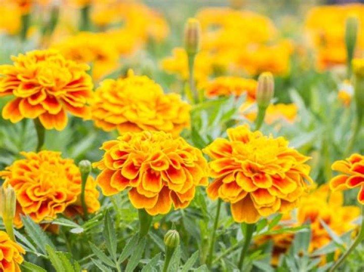 Do Marigolds come in pink