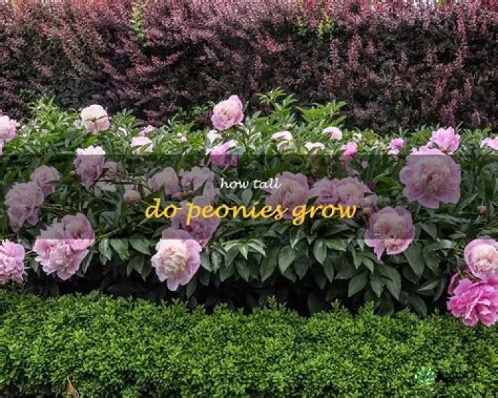 Do peonies grow in Seattle