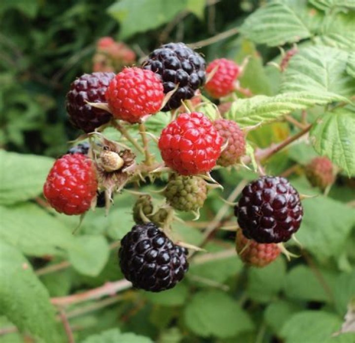 Do raspberries need sun or shade