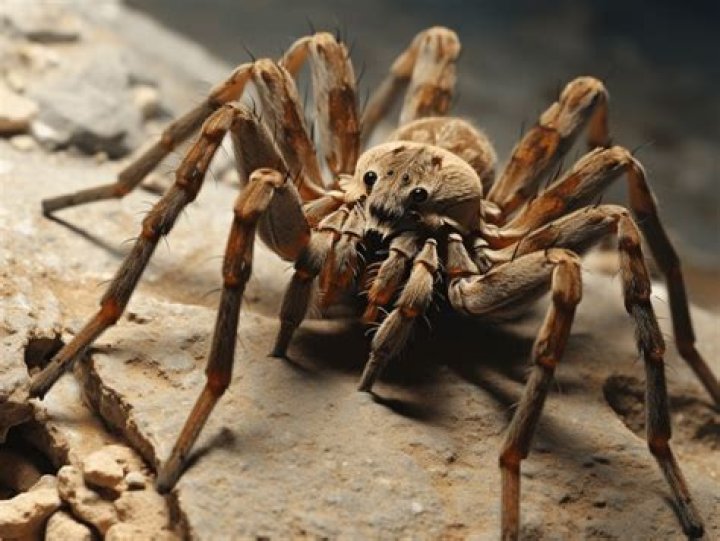 Do spiders die after having babies