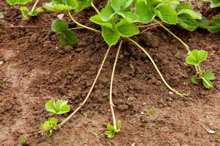 Do strawberry plants have deep roots