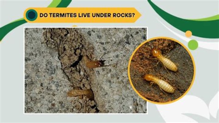 Do termites live under rocks