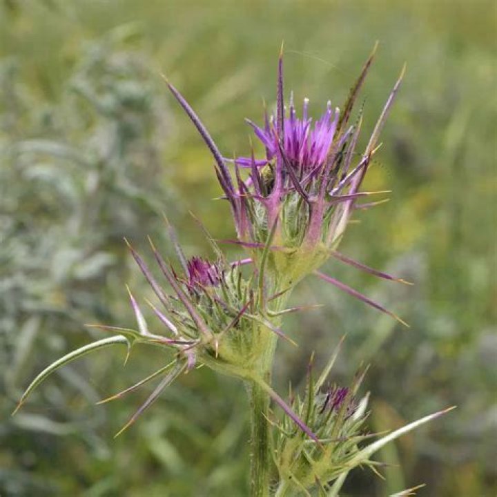 Do thistles grow in England