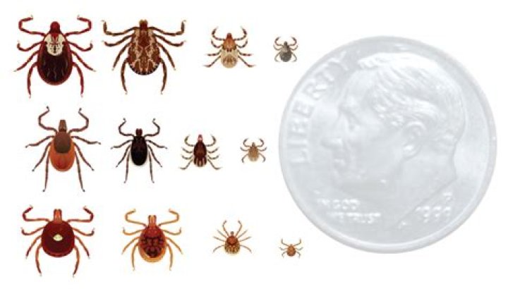 Do ticks have 6 legs