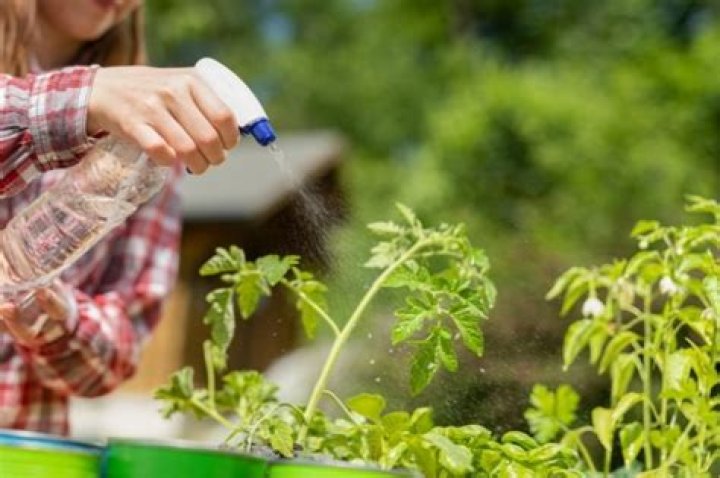 Do tomatoes like lime