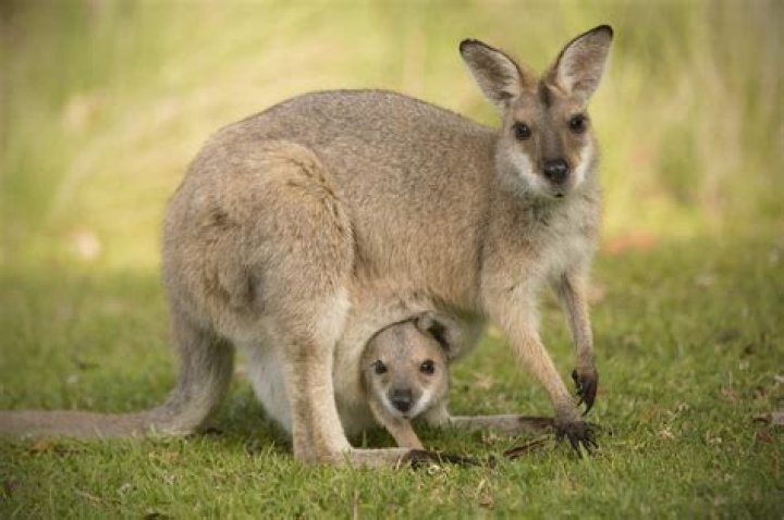 Do Wallabies have pouches