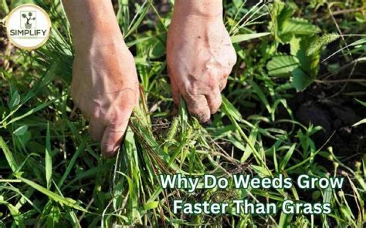 Do weeds grow faster than grass
