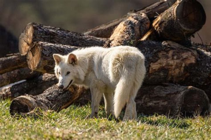 Do wolves live in the South