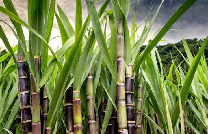 Do you have to replant sugar cane