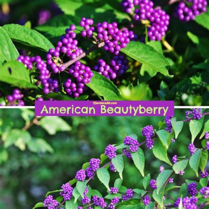 Does beautyberry grow in shade