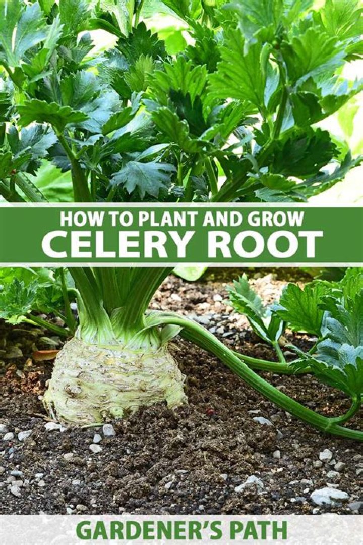 Does celery grow from celeriac