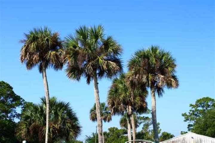 Does Charleston SC have palm trees