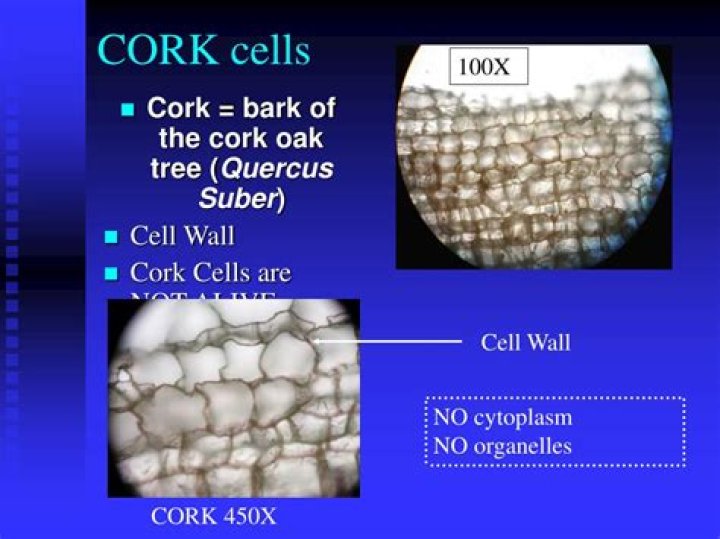 Does cork cell have nucleus