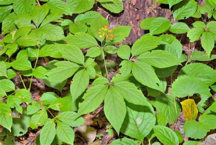 Does ginseng grow in New England