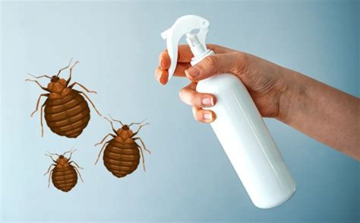 Does Hairspray kill bed bugs