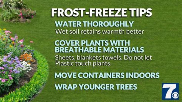 Does it help to cover plants in a freeze
