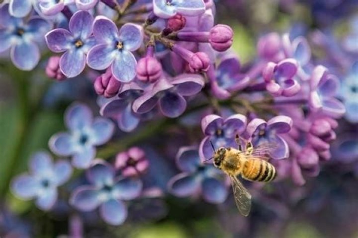 Does Miss Kim lilac attract bees