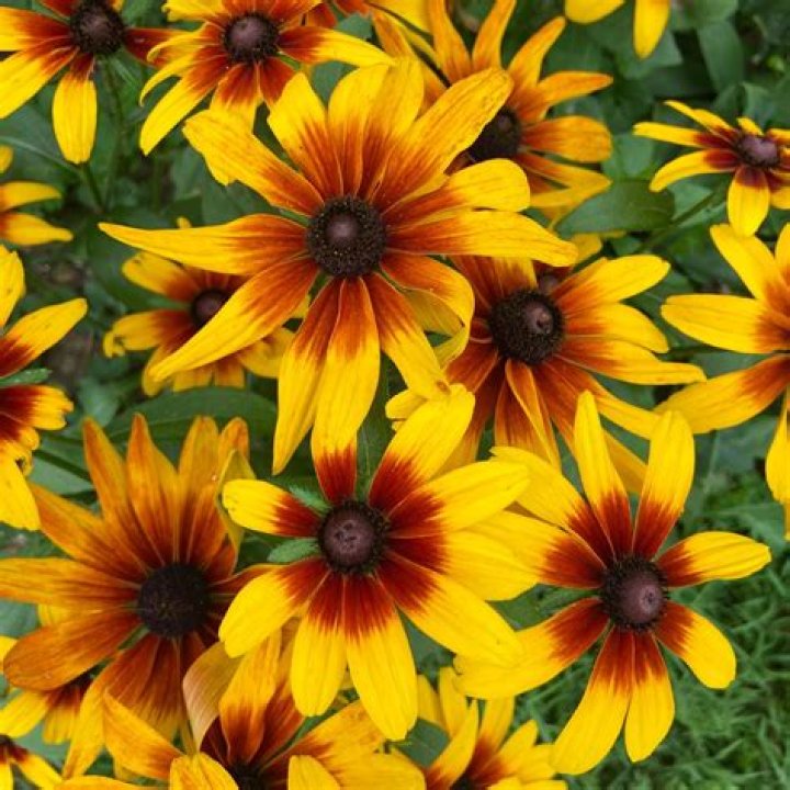 Does Rudbeckia come back every year