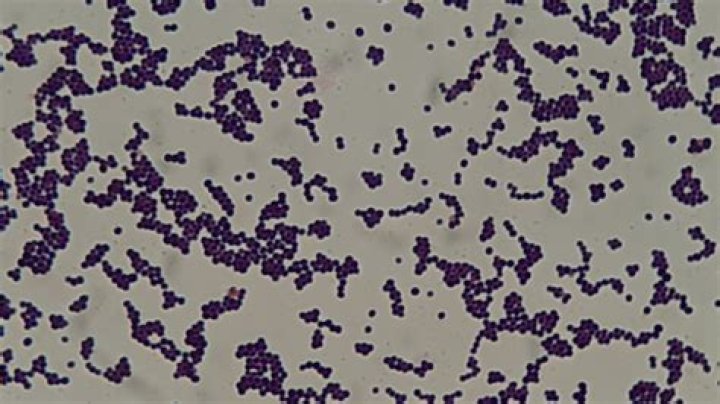 Does Staphylococcus epidermidis form endospores