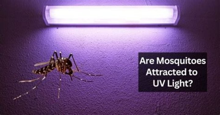 Does UV light attract mosquitoes