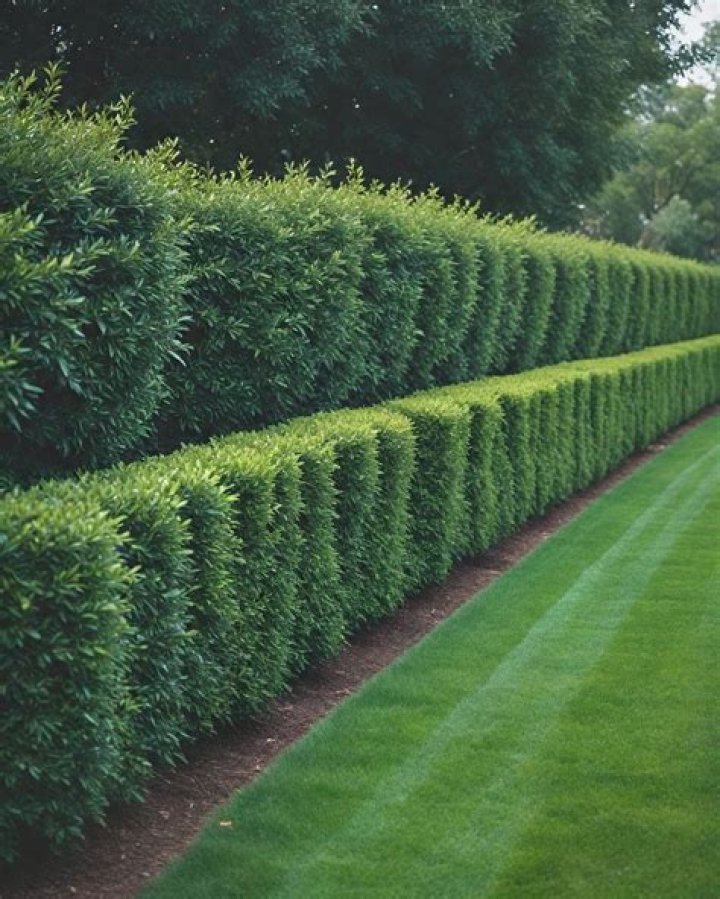 Does yew make a good hedge