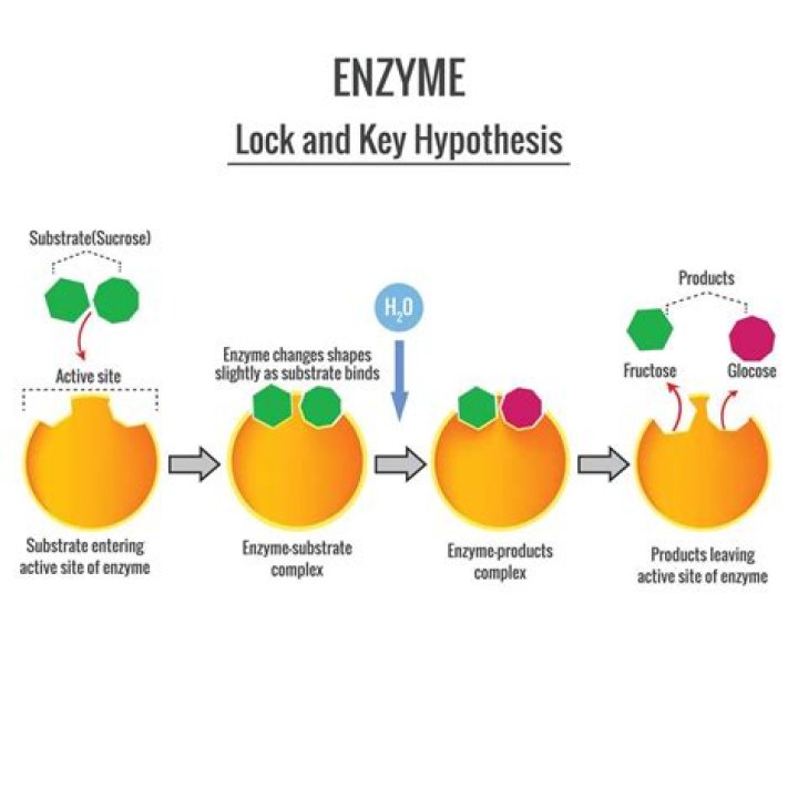How are enzymes set up with jest