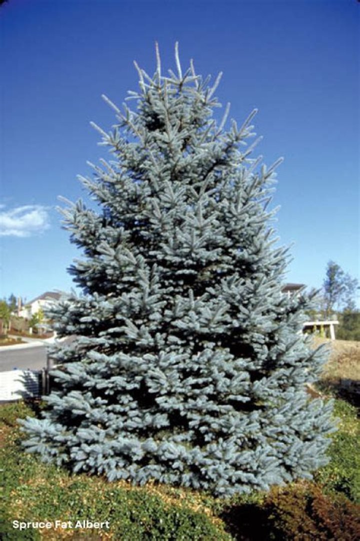 How big does a Fat Albert Spruce get