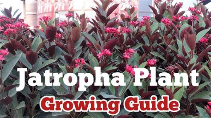 How big does a Jatropha plant get