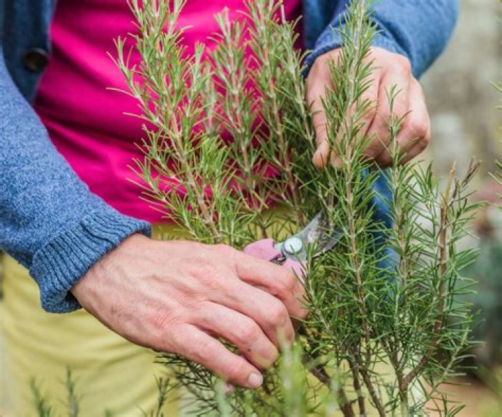 How cold can a rosemary plant tolerate