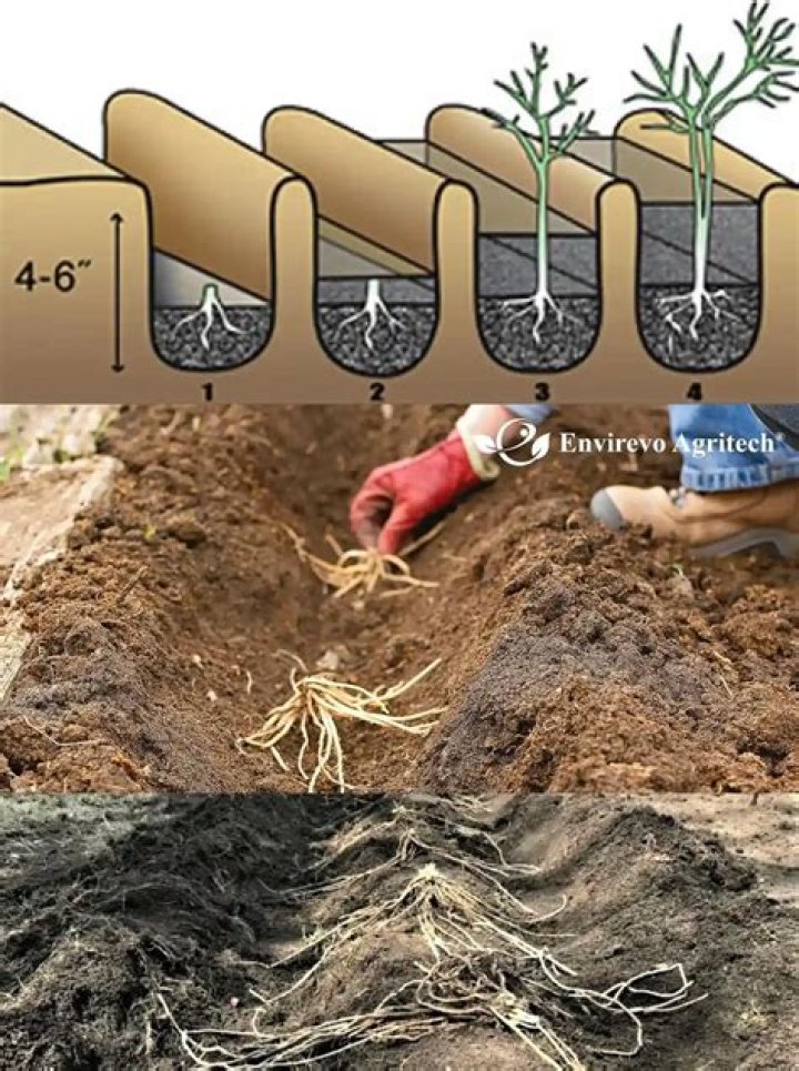 How deep should you plant bamboo