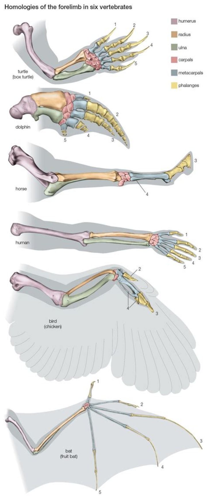 How did the vertebrate jaw evolved