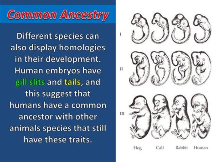 How do developmental homologies suggest common ancestry