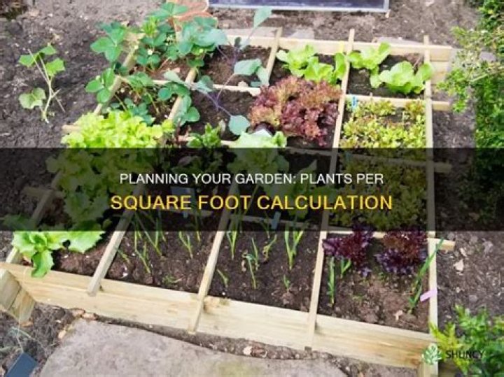 How do I calculate plants per square foot