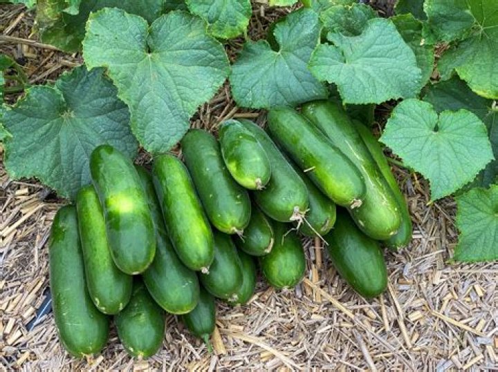 How do I get my cucumbers to produce more fruit