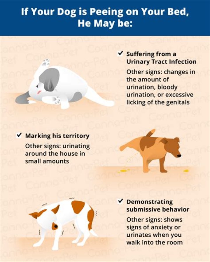 How do I get my female dog to stop peeing on my bed